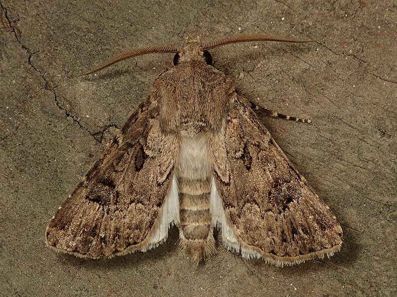 Agrotis bigramma (Noctuidae), maschio